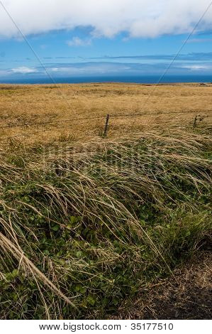 Trawa zielony i żółty obok Ocean