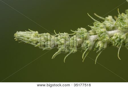 Butterfly Bush kończyny przed Bloom