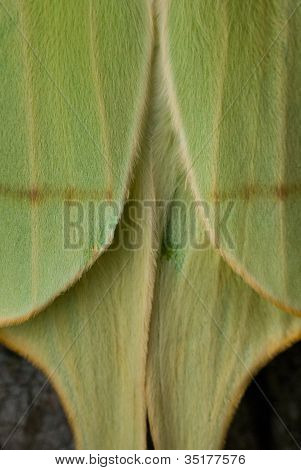 Actias Luna astratta Ali Closeup