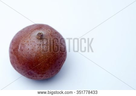 Medlar Fruit Mespilus Germanica . Watercolor Hand Drawn Ripened Fruit Medlar Mespilus Germanica, Kno