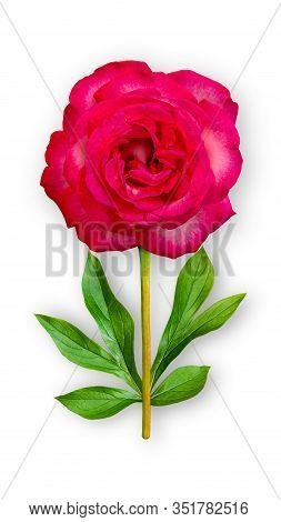 Offbeat Rose Flower. Composition Of Red Rose With Peony Leaves. Art Object On A White Background. Mi