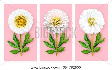 Three Offbeat Flowers On A Pastel Pink Background. Composition Of White Aster, Dahlia And Zinnia Wit