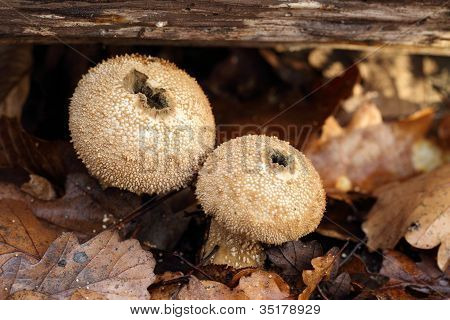 Pilze im Wald