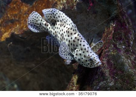 Humpback Grouper