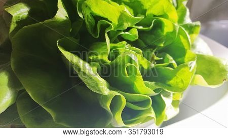 Lettuce In The Sink. Green Leaves Are Lit By The Morning Sun. Diet Product For Weight Loss And Prope
