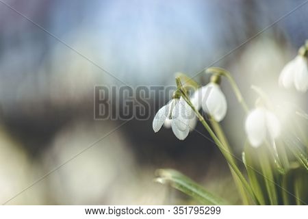 Tender Spring Flowers Snowdrops Harbingers Of Warming Symbolize The Arrival Of Spring. White Bloomin