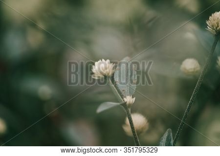 Alternanthera Dentata Is A Popular Plant That Grows As A Shrub.