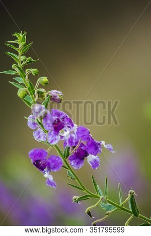 The Little Turtle Flower Is A Beautiful Flower. Available In Both Purple And White