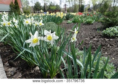 A Lot Of White Flowers Of Narcissuses In April