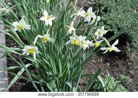 Group Of White Narcissuses In Bloom In April