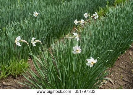 Line Of White Narcissuses In Bloom In April