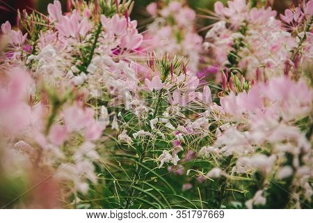 CLEOME SPINOSA LINN is another beautiful flower. Fast growing and therefore planted