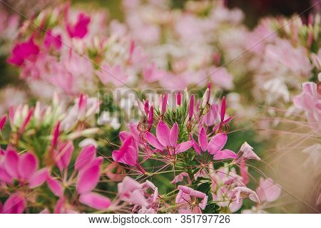 CLEOME SPINOSA LINN is another beautiful flower. Fast growing and therefore planted