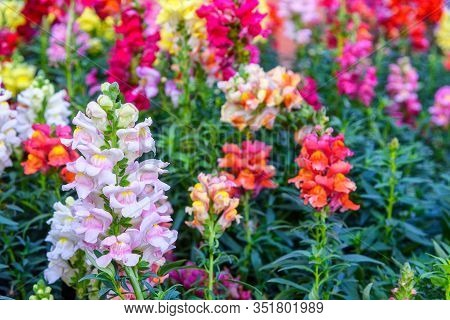 Beautiful Antirrhinum Majus Dragon Flower Is Blooming In The Garden.