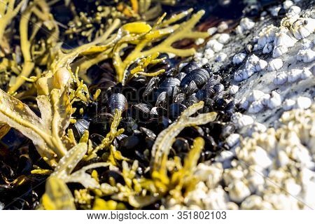 Sea Mollusks And Algae On The Littoral Of The White Sea At Low Tide.