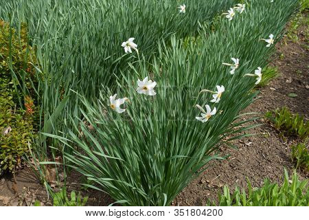Row Of White Narcissuses In Bloom In April