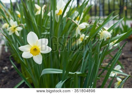 White Flowers Of Narcissus In Mid April