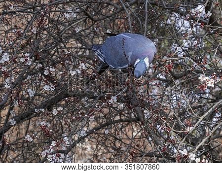Silhouette Of A Dove That Sits On A Branch Of A Flowering Tree And Looks Down