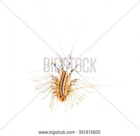 Yellowish-grey centipede, isolated on white