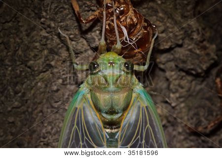Tibicen pruinosus cicada metamorfos