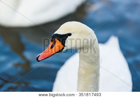White Swan On Lake Background. Wildlife In Austria. Dam On River Mur In Gralla, Stausee