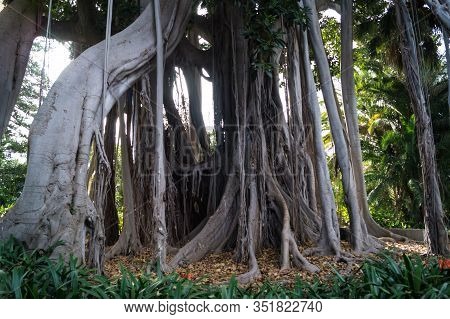 Ficus Macrophylla Columnaris The Giant Fig Tree With Air Roots
