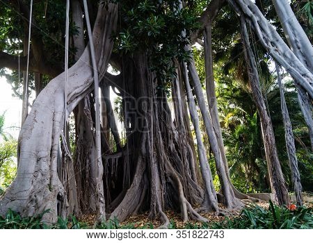Ficus Macrophylla Columnaris The Giant Fig Tree With Air Roots