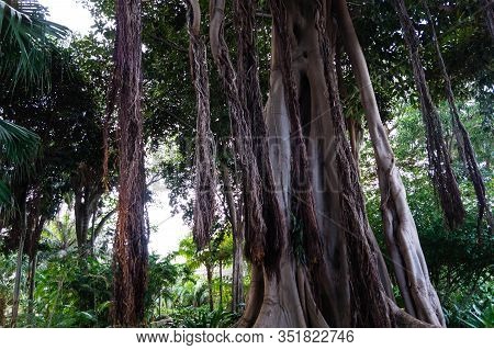 Ficus Macrophylla Columnaris The Giant Fig Tree With Air Roots