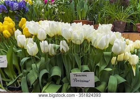 Tulipa Of The Purissima  Species In A Greenhouse.