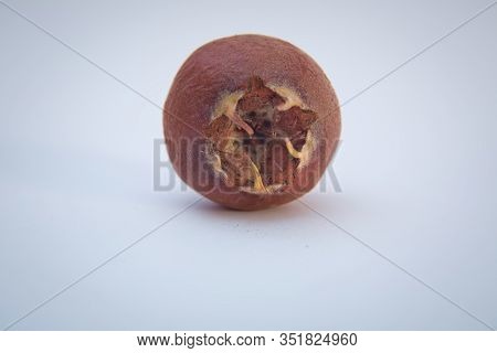 Watercolor Hand Drawn Ripened Fruit Medlar Mespilus Germanica, Known As The Medlar Or Common Medlar 