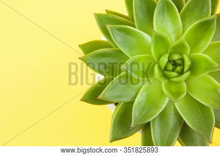 Trendy Succulent Haworthia Cymbiformis Closeup On Yellow Background, Copy Space, Macro. For Social M