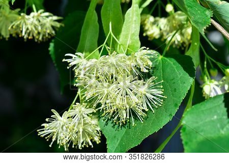 Flowers Of A Linden Tree Among Green Leaves On A Bright Spring Day. Flowers Of A Linden Tree Among G