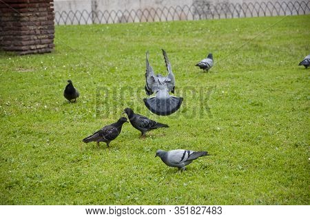 A Free Bird Never Wants A Cage. Flock Of Feral Pigeons. Rock Doves. Gray Pigeons On Green Grass. Pig