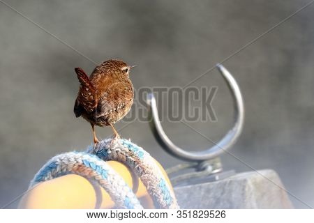 Wren Tail Air Perches Image & Photo (Free Trial) | Bigstock