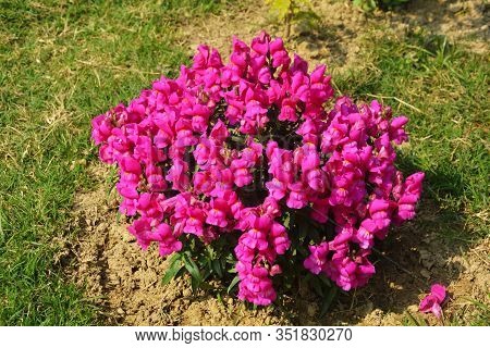 Close Up Of Best Annual Flowers, Antirrhinum Majus, Antinium Flowers, Commom Snapdragon Flowering Pl