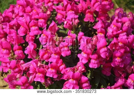 Close Up Of Best Annual Flowers, Antirrhinum Majus, Antinium Flowers, Commom Snapdragon Flowering Pl