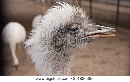 Portrait Of A South American Ostrich Nandu