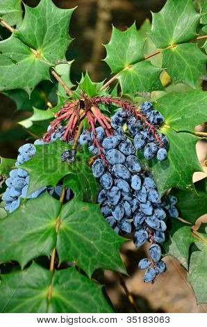 Bacche di agrifoglio blu