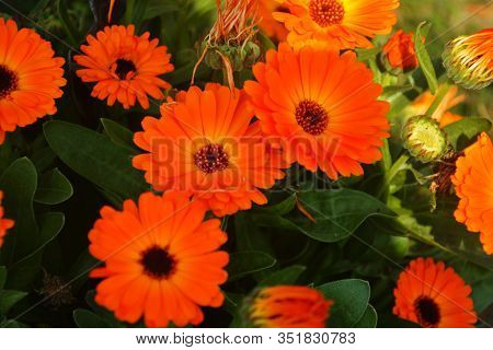 Close Up Beautiful Indian Calendula Officinalis, Pot Marigold, Rubbles, Common Marigold Or Scotch Ma