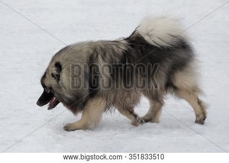 Cute Deutscher Wolfspitz Is Walking In The Winter Park. Pet Animals.
