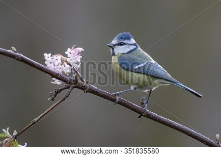 Urasian Blue Tit (cyanistes Caeruleus) On A Branch In The Forest Of Huizen, Noord Holland In The Net