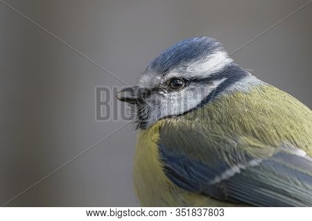 Portrait Of A Beautiful Eurasian Blue Tit (cyanistes Caeruleus) In The Forest Of Huizen, Noord Holla