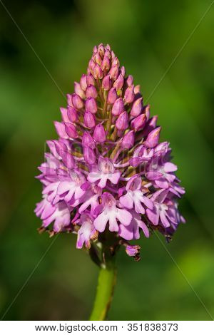 Close Up Of A Pyramid Orchid (anacamptis Pyramidalis) In Bloom