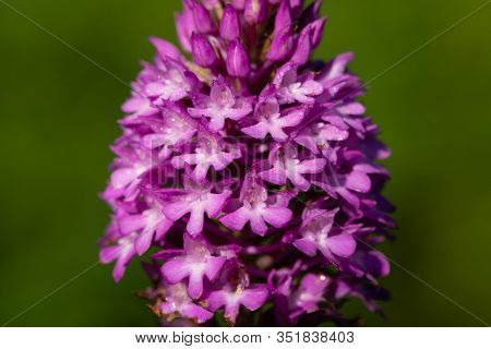 Pyramid Orchid (anacamptis Pyramidalis)