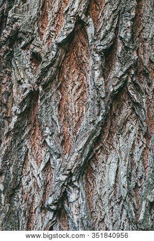 Close Up Of Tree Bark Illuminated By A Soft Sunless Sky