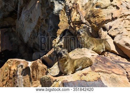 Rock Hyrax Pair Looking Into The Distance (procavia Capensis), Mossel Bay, South Africa