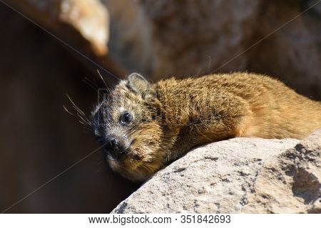 Rock Hyrax Relaxing On Sandstone (procavia Capensis), Mossel Bay, South Africa