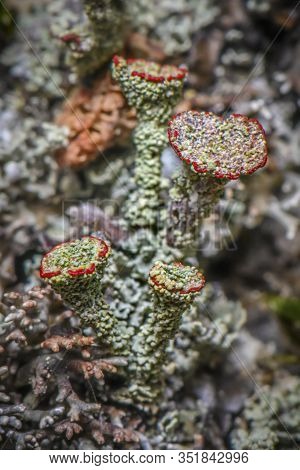 Lichen Cladonia Coccifera. Green-red Lichen. Selective Focus. Photo Made In North Of Norway On The C