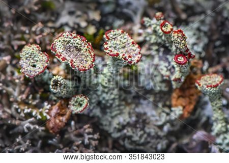 Lichen Cladonia Coccifera. Green-red Lichen. Selective Focus. Photo Made In North Of Norway On The C