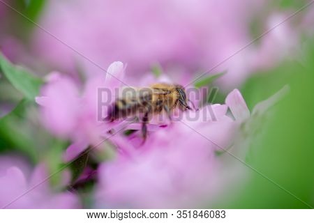Honey Bee Collects Nectar And Pollen From Phlox Subulata, Creeping Phlox, Moss Phlox, Moss Pink, Or 